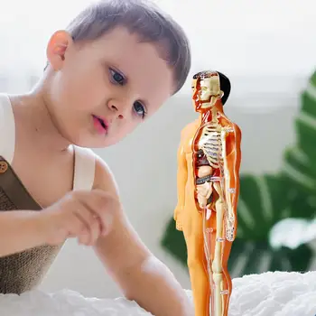 3d Модель человеческого тела Туловище для ребенка Анатомическая модель Скелет модель DIY Сборка органов Обучающая игрушка Обучающий инструмент C2W9